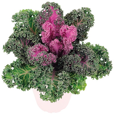 ハボタン バニー レッド