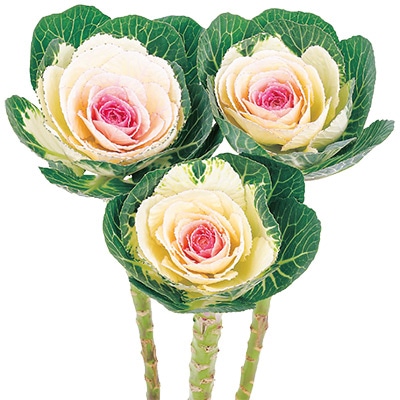 ハボタン 円 （まどか） 春の宴(R)