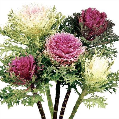 ハボタン アンサンブル