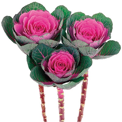 ハボタン 円 （まどか） 春の紅