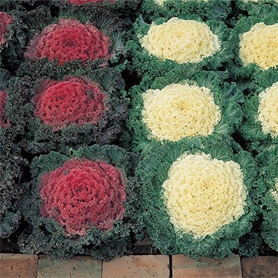 ハボタン ちりめん系混合