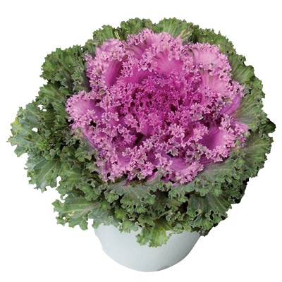 ハボタン ドレス レッド