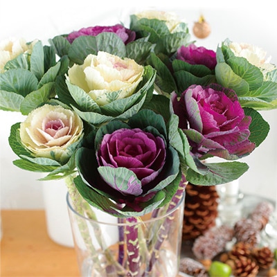 ハボタン 切り花用混合 まっすぐ伸びる 葉ぼたん