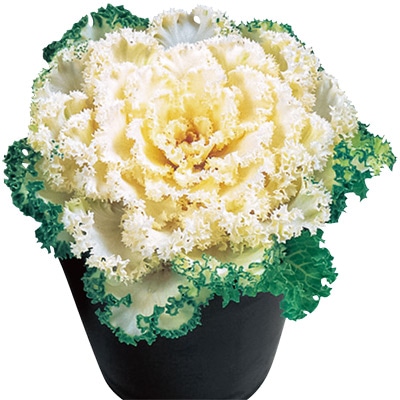 ハボタン ドレス スノー