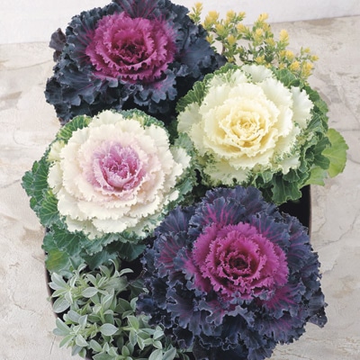 ハボタン ローブ（R） ミックス