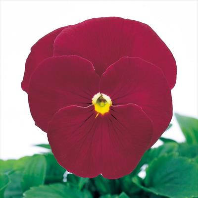 パンジー パシオ(R) クリアローズ （ver.2）