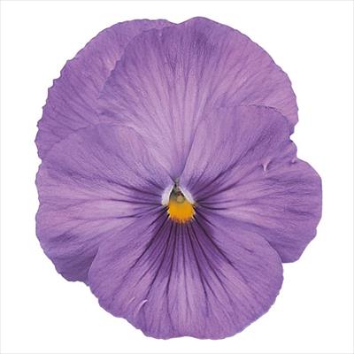 パンジー パシオ(R) クリアラベンダー