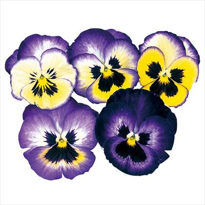 パンジー アリル ブルーフラッシュ