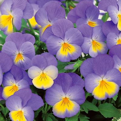 パンジー モルフォ（ver.2）