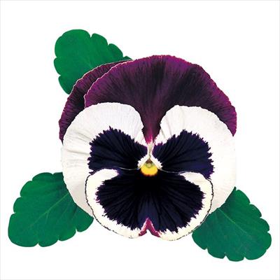 パンジー アリル バレリーナ