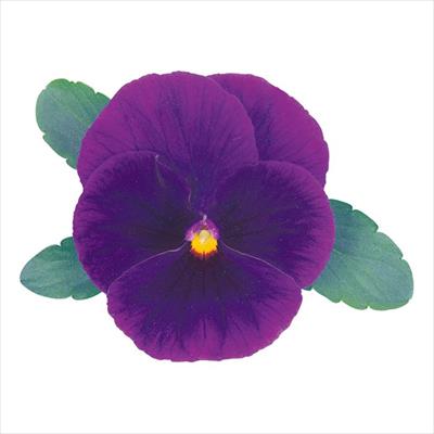 パンジー オトノ パープル