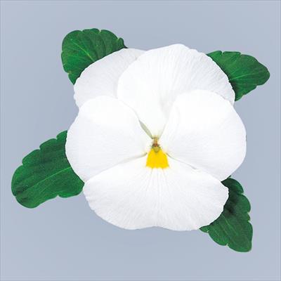 パンジー オトノ ホワイト