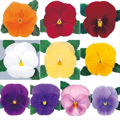 パンジー オトノ ミックス