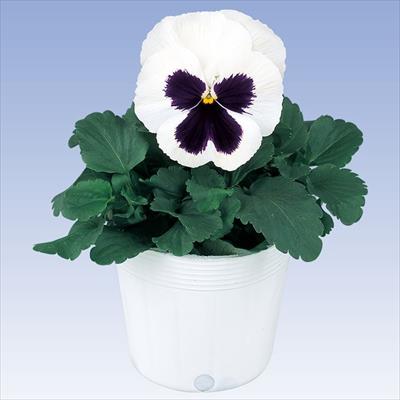 パンジー パシオ（R） ホワイトブロッチ (ver.2)