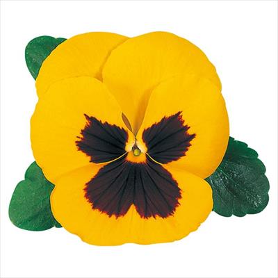 パンジー プロント イエロー