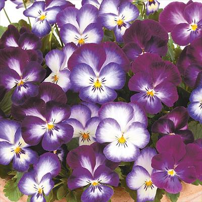 パンジー 虹色スミレ(R) ノーブル