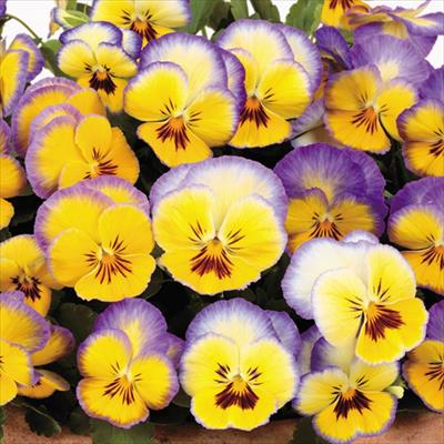 パンジー 虹色スミレ(R) ムーンライト