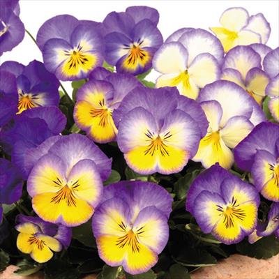 パンジー 虹色スミレ(R) ロイヤルブルー