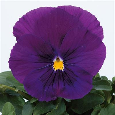 パンジー パシオ(R) クリアパープル