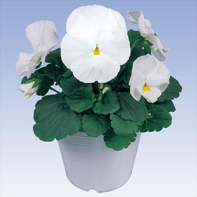 パンジー パシオ(R) クリアホワイト(ver.2)