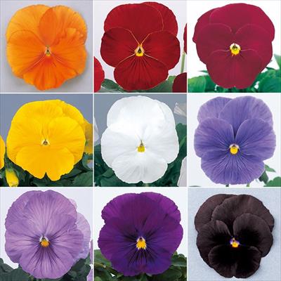 パンジー パシオ(R) クリアミックス