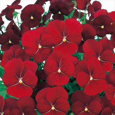 パンジー よく咲くスミレ クランベリー