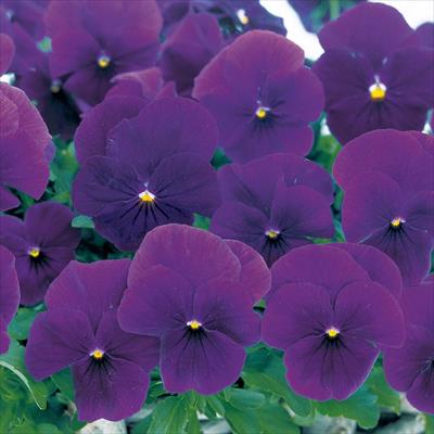 パンジー よく咲くスミレ プルーン