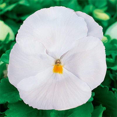 パンジー パシオ(R) クリアホワイト (ver.2)