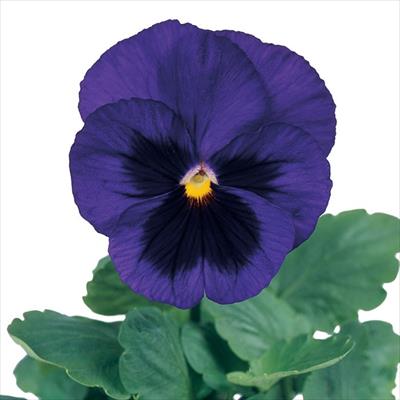 パンジー パシオ(R) ブルーブロッチ