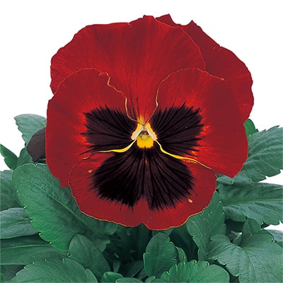 パンジー パシオ(R) レッドブロッチ (ver.2)