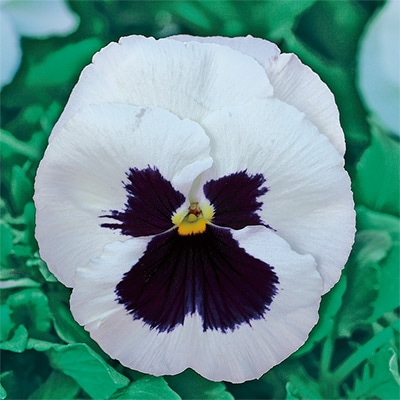 パンジー パシオ(R) ホワイトブロッチ