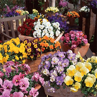 パンジー よく咲くスミレ ミックス