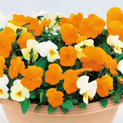 パンジー よく咲くスミレ カラーパレット(R) マンダリン・ラテ