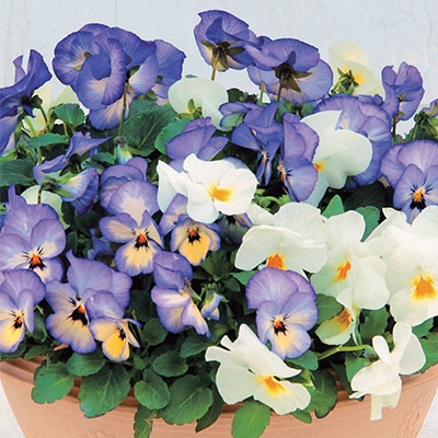 パンジー よく咲くスミレ カラーパレット(R) ソーダ・ラテ