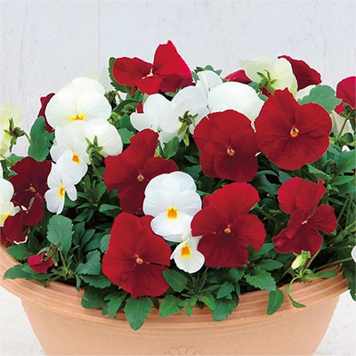 パンジー よく咲くスミレ カラーパレット(R) ベリー・ラテ