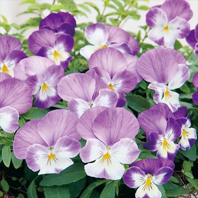 パンジー よく咲くスミレ ラベンダーソフト