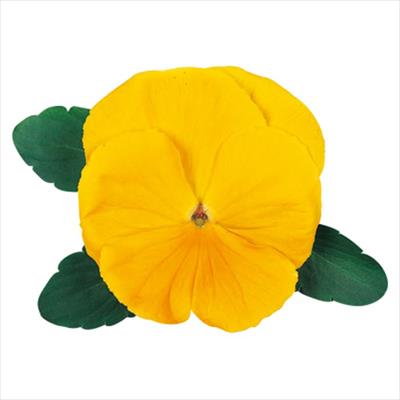 パンジー オトノ イエロー