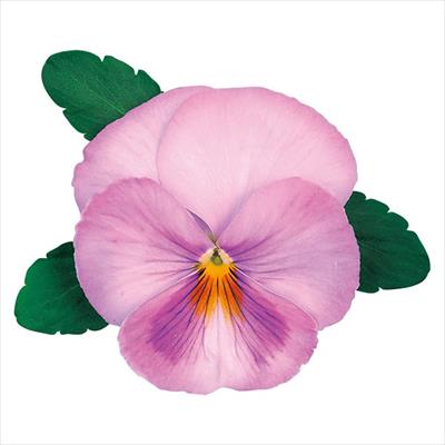 パンジー オトノ ピンクシェード