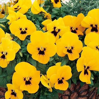 パンジー よく咲くスミレ マロン