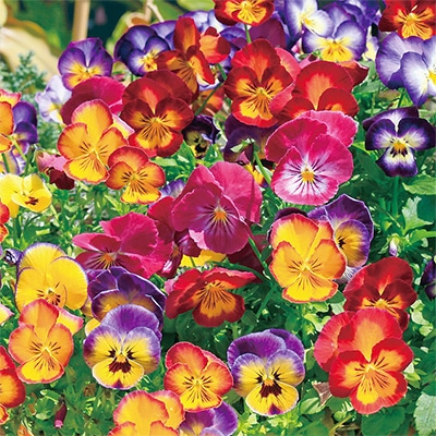 パンジー 虹色スミレ(R) ミックス