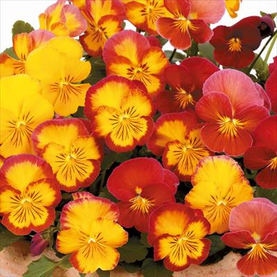 パンジー 虹色スミレ(R) メープル