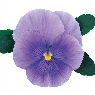 パンジー オトノ スカイブルー （ver.2）