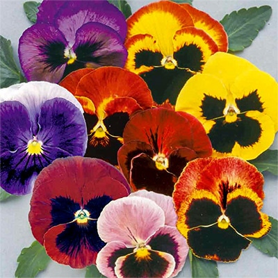 パンジー スイス ジャイアントミックス