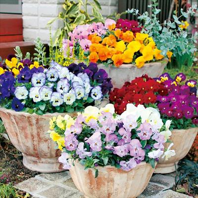 パンジー よく咲くスミレ ミックス