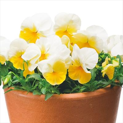 パンジー よく咲くスミレ レモネード