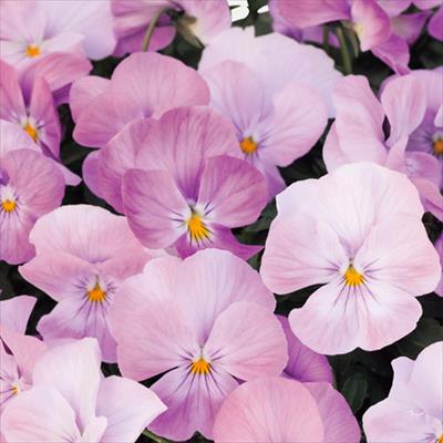 パンジー よく咲くスミレ ライチ （ver.2）