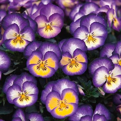 パンジー 虹色スミレ(R) ロイヤルブルー