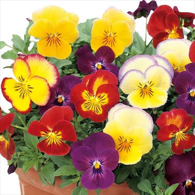 パンジー 夢色スミレ オータムソング