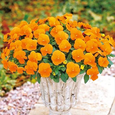 パンジー よく咲くスミレ マーマレード