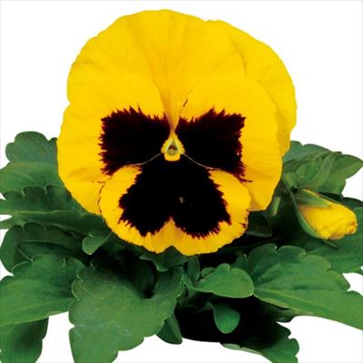 パンジー パシオ（R） イエローブロッチ (ver.2)